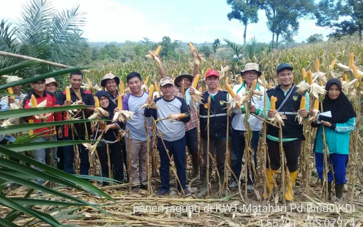 Panen Jagung di Desa Padang Bindu Kecamatan Kedurang Ilir Kabupaten Bengkulu Selatan 