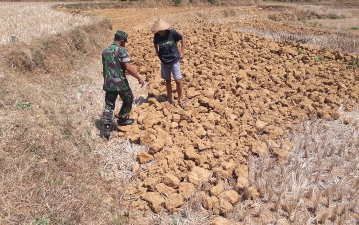 Dampak kekeringan di Pucakwangi