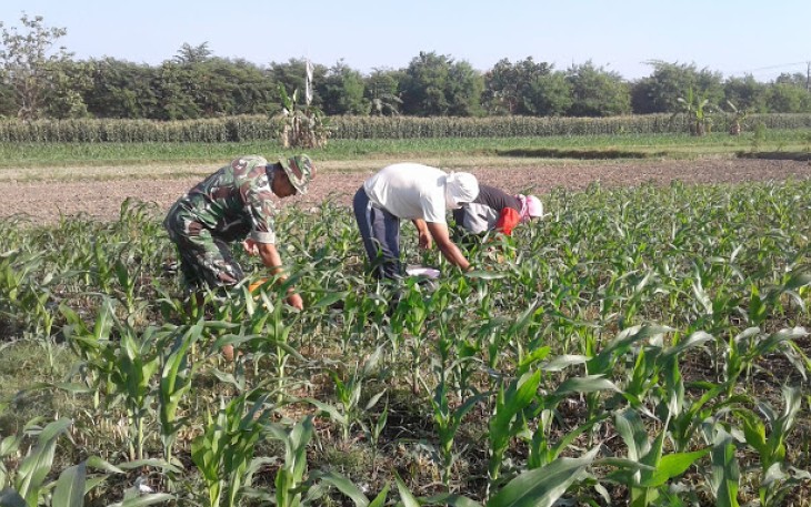 Sertu Prajuarsa  Dampingi Petani Merawat Tanaman Jagung