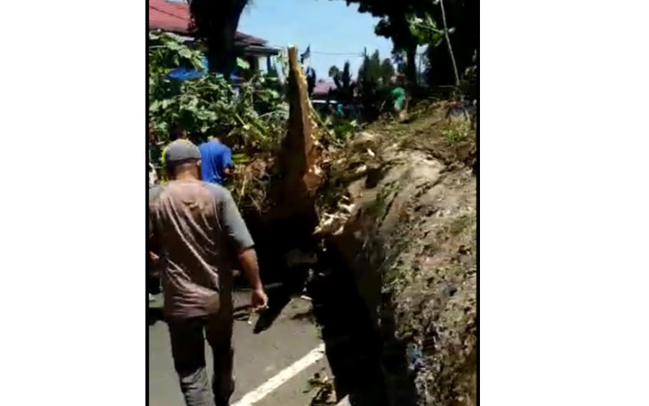 Pohon Tumbang 