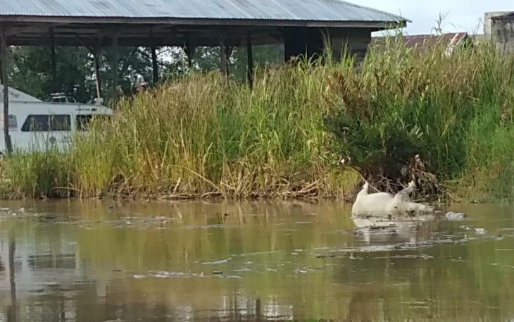 Bangkai babi yang hanyut ke Sungai Singkil.