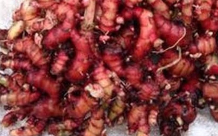 jahe merah
