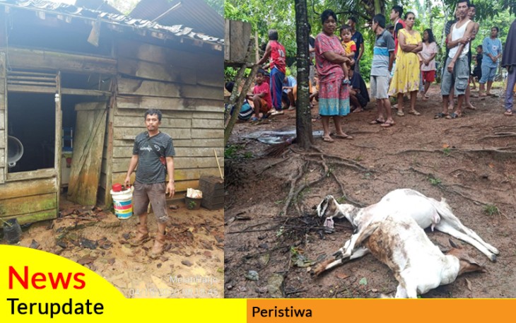 Kondisi rumah dan 2 ekor kambing yang tewas akibat disambar petir