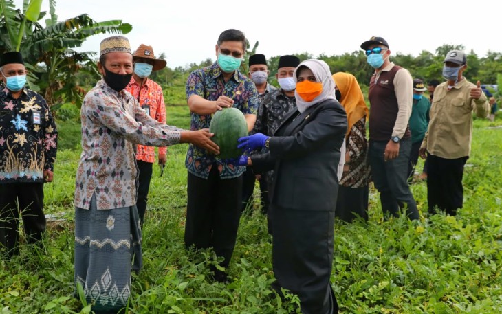 Rahma Panen Raya Cabai dan Semangka di Ponpes Al Kautsar