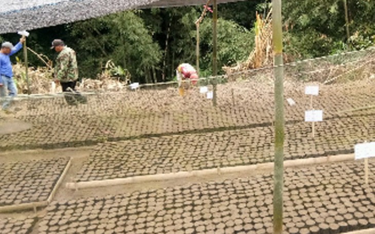 Kelompok Tani KBR "Mekar Tani" Desa Cikaracak Terima Bantuan Bibit Pohon Eucalyptus 