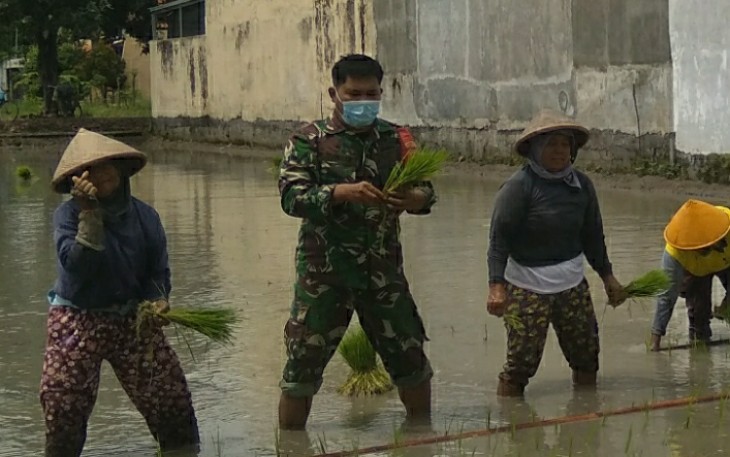 Babinsa Kelurahan Karangasem Koramil 01/Laweyan Kodim 0735/Surakarta Sertu Widada dan Serda Marulak Sitanggang membantu petani saat tanam padi.