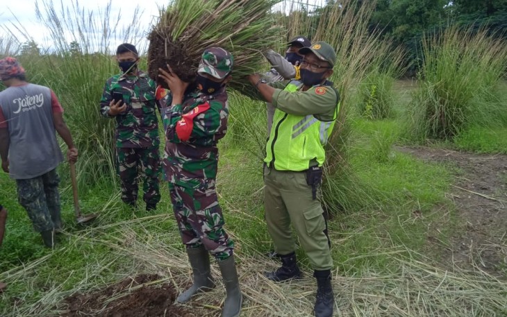 Babinsa Koramil 04/Jebres Kodim 0735/Surakarta Serka Suryanto dan Sertu Suparno bersinergi dengan Bhabinkamtibmas Aiptu Suwardi Serta relawan Sibat mendampingi kunjungan dan pemberian tanaman akar wangi kepada Muspida Kabupaten Madiun dalam kegiatan pengambilan tumbuhan akar wangi di bantaran sungai Bengawan solo Kelurahan Sewu Kecamatan Jebres Surakarta,Jum'at, (19/2/2021).