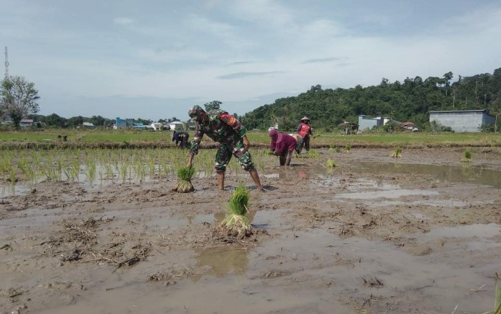 Sambil menanam padi Babinsa Pangkalan Buton Kodim 1203/Ktp, Sampaikan Tentang PPKM Mikro Kepada Petani