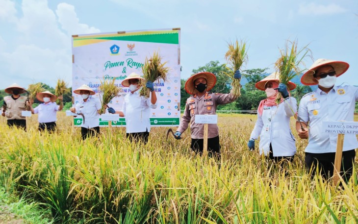 Panen Raya Padi 