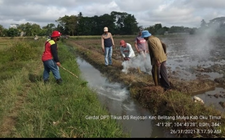 Dalam gerakan pengendalian OPT Tikus pada Komoditi Serealia padi yang di adakan di Desa Rejosari, kecamatan Belitang Mulya kabupaten Ogan Kemering Ulu (Oku ) Timur, Provinsi Sumatra Selatan (Sumsel)