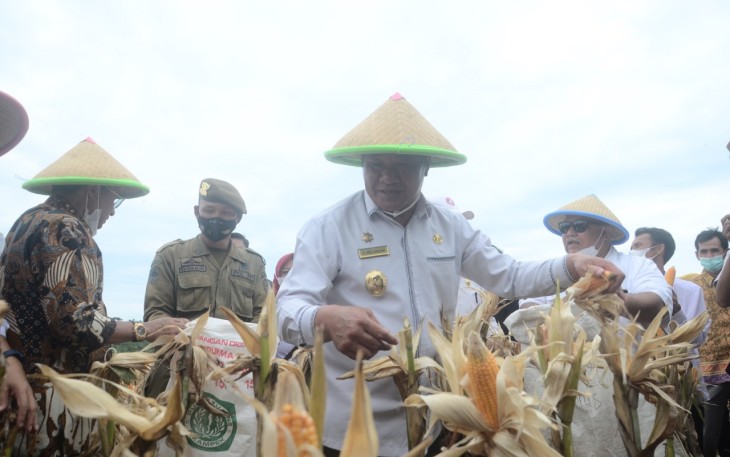 Fadel Muhammad Dorong Bengkulu Selatan Jadi Lumbung Jagung Nasional