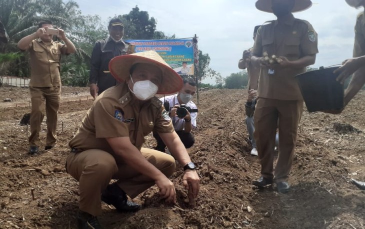 Desa Lubuk Gilang Menanam Ubi Kayu( Singkong ) Dengan Sumber Dana Desa