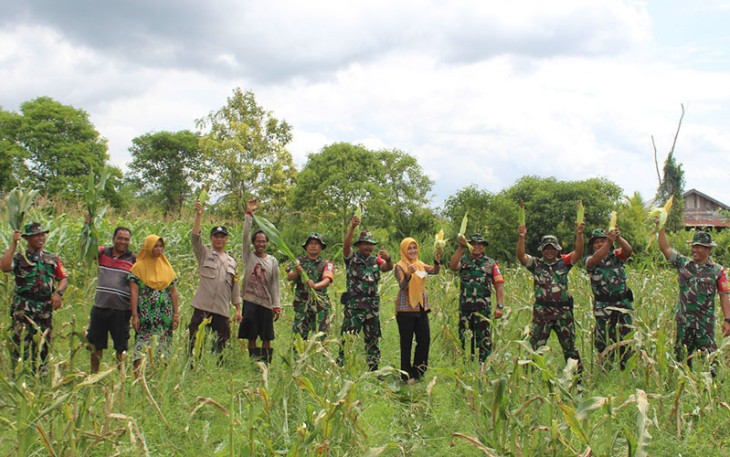 Danramil Bersama Para Babinsa Koramil Pahandut saat Bantu Warga Panen Jagung