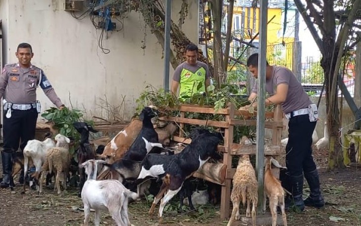 Bripka Ismanto saat perlihatkan ternak kambingnya