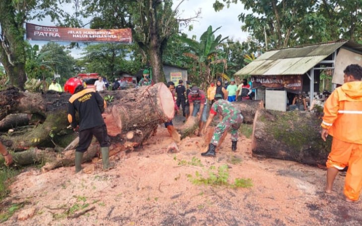 Cara Unik Masyarakat, BPBD dan Anggota Koramil Paron Atasi Pohon Tumbang