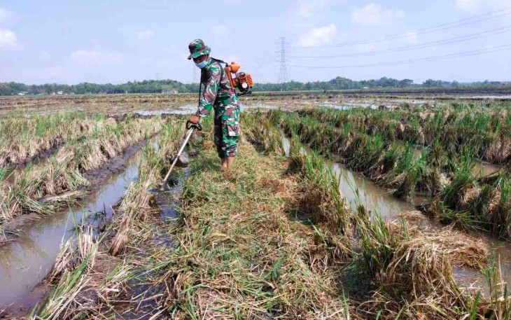 Semangat Babinsa Kedunggalar, Wujudkan Ketahanan Pangan Bantu Petani di Wilayah Binaan