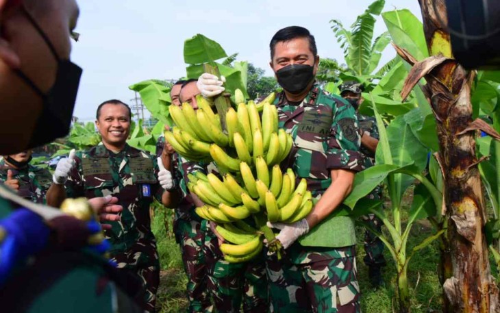 Danpuspenerbal saat panen perdana pisang Cavendish 