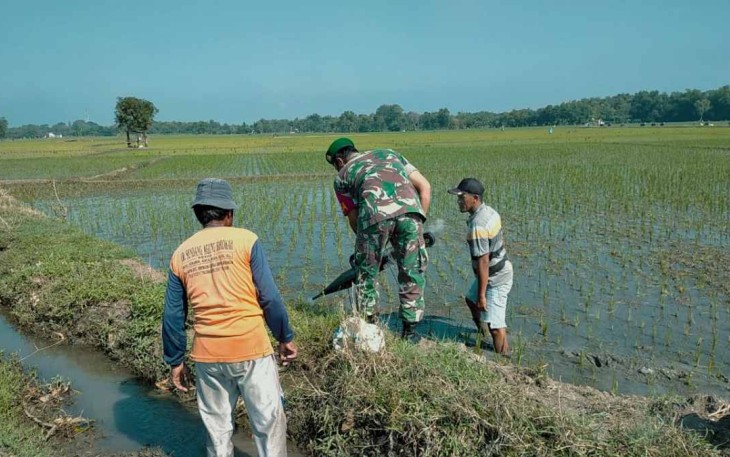 Serda Jojon bersama warga atasi hawa tikus di sawah
