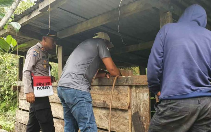 Pengecekan spot ternak babi warga di kampung timika asri