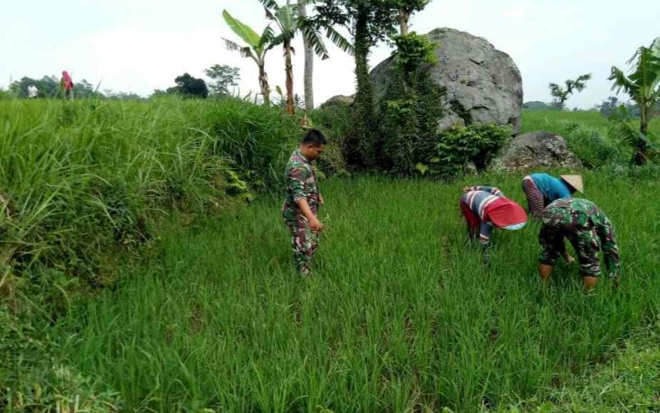 Penyiangan rumput di sawah warga binaan
