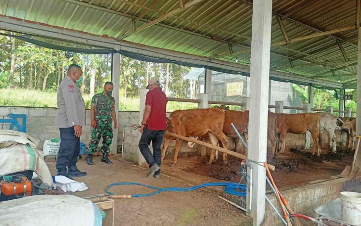 Pengecekan hewan ternak warga 