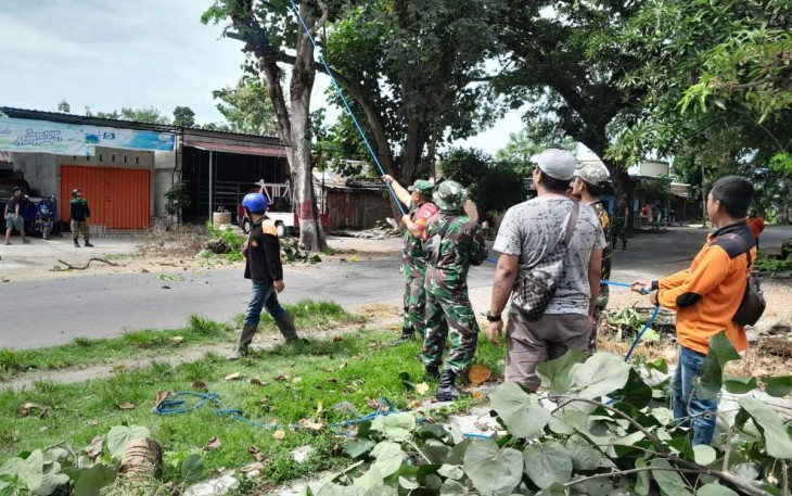Tebang pohon tua di sisi jalan