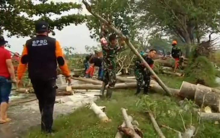 Singkirkan pohon tumbang di pinggir jalan 