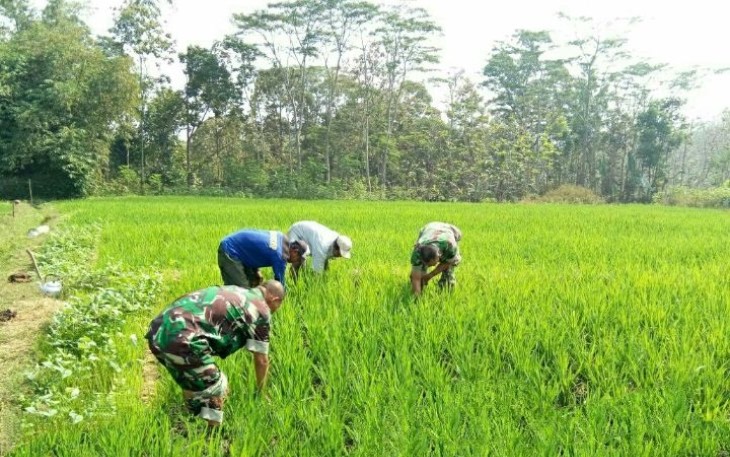 Sertu Cholib saat membantu petani wilayah binaan