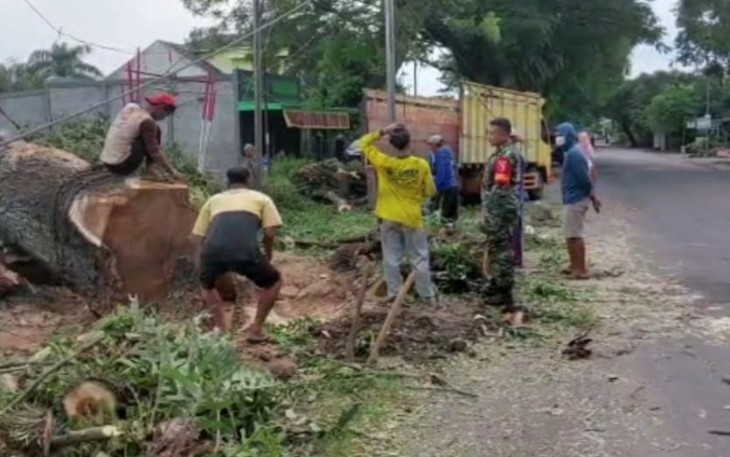 Tebang pohon di sepanjang jalan raya Poron