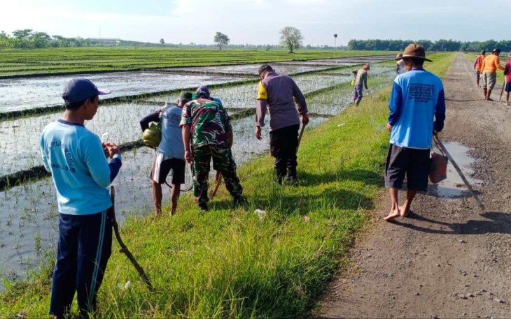 Gropyokan tikus wilayah desa binaan