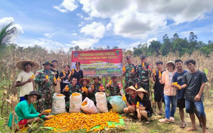 Panen raya jagung di perbatasan 
