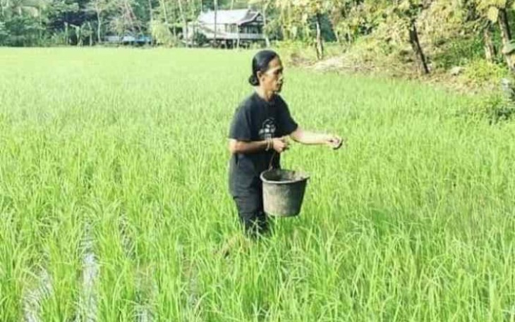 Pemberian pupuk petani di lahan padinya