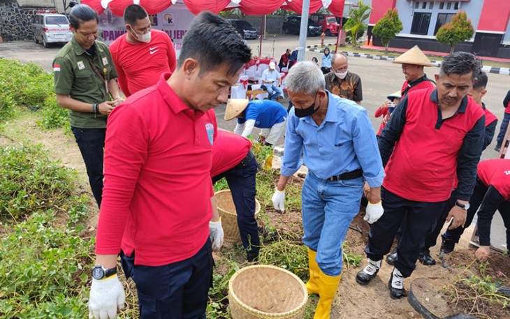Panen Perdana Ubi Jepang Lapas Cilegon