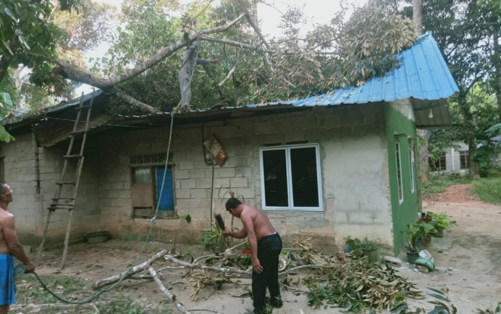 Pohon tumbang dan menimpa sebuah rumah warga (Azmi) yang tinggal di Kampung Belak, RT 06/RW 04, Desa Penaga dengan keadaan atap rumah rusak berat.