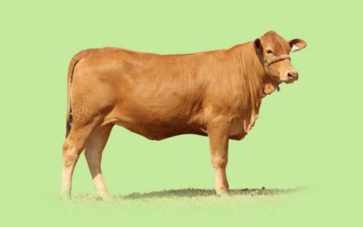 Sapi (doc.net)