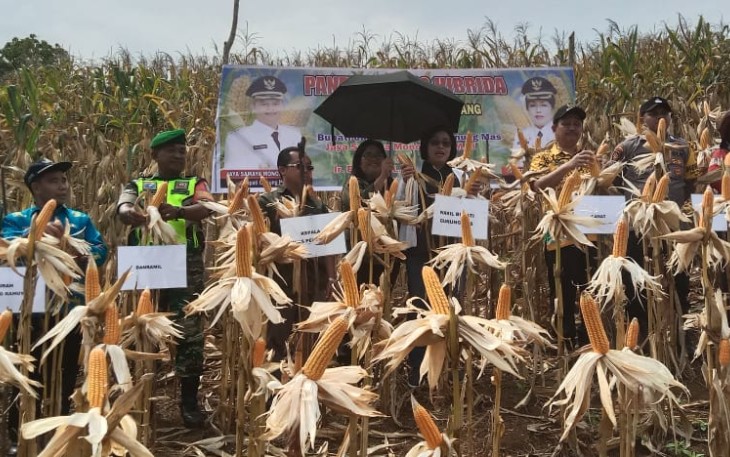 Danramil 1016-05/Rungan saat Hadiri Panen Raya Jagung