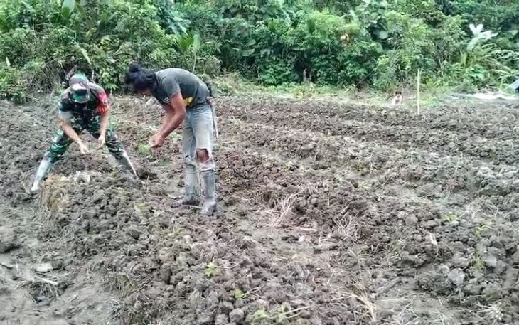 Babinsa Koramil 1710-07/Mapurujaya Aktif Dampingi Petani Binaan 