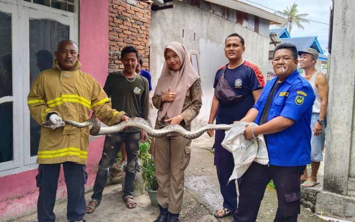 Respon Cepet Rescue Damkar Bengkulu Selatan Amankan Ular Sanca Kembang 