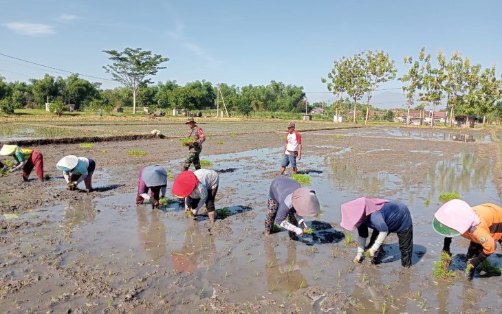 Bintara pembina desa (Babinsa) Koramil 11/Geger, Kodim 0803/Madiun Selatan, Serka Suyud Riyanto melaksanakan pendampingan penanaman padi di areal persawahan milik kelompok tani (Poktan) Sumber Rejeki lV Desa Sumberejo Kec. Geger Kab. Madiun