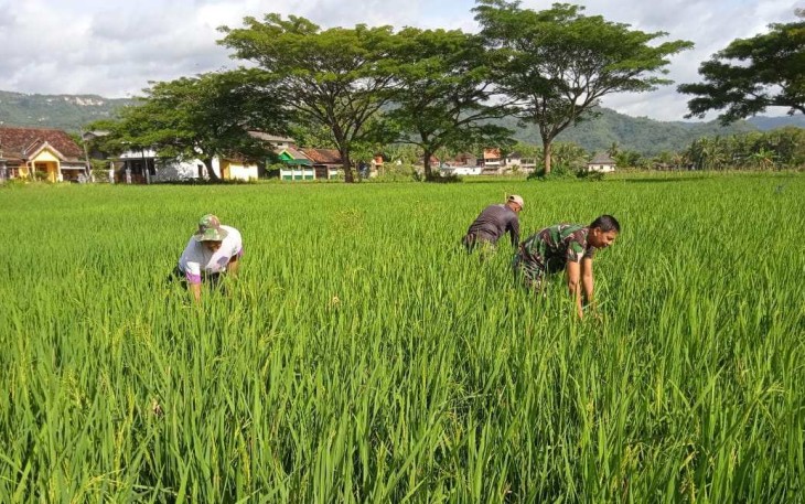 Pendampingan petani wilayah desa binaan 