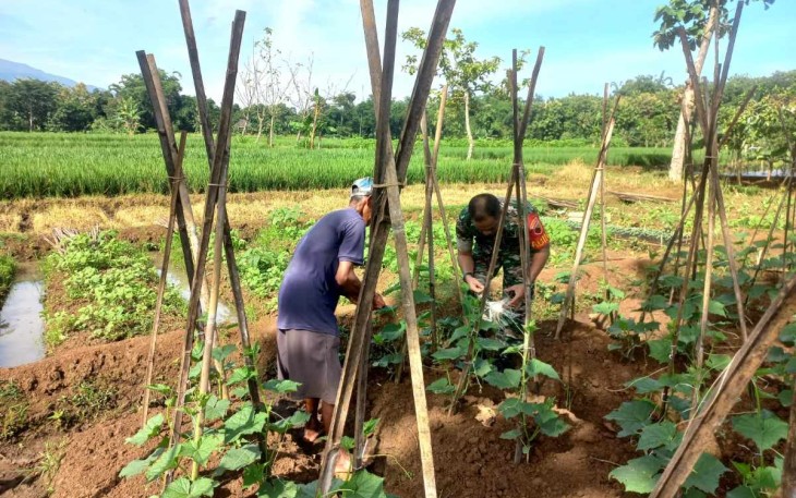 Serda Erwan saat membantu petani timun 
