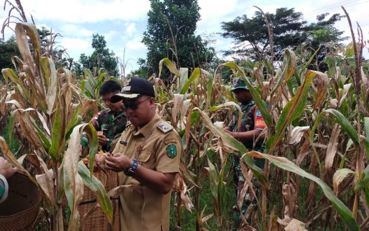 Panen raya jagung di perbatasan 