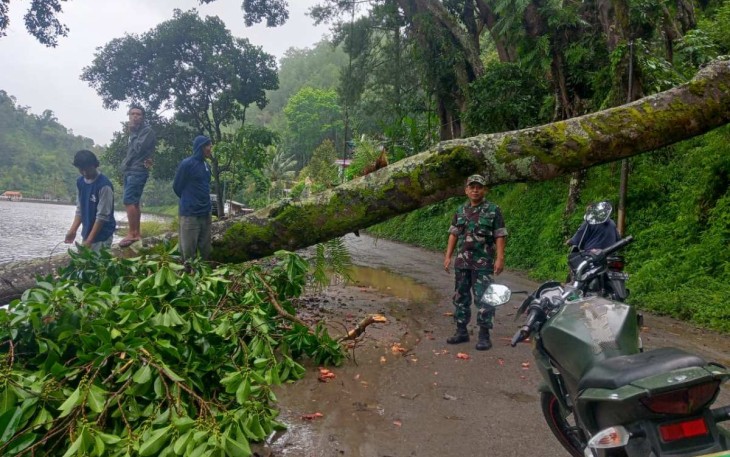 Evakuasi pohon tumbang di jalan lokasi wisata 
