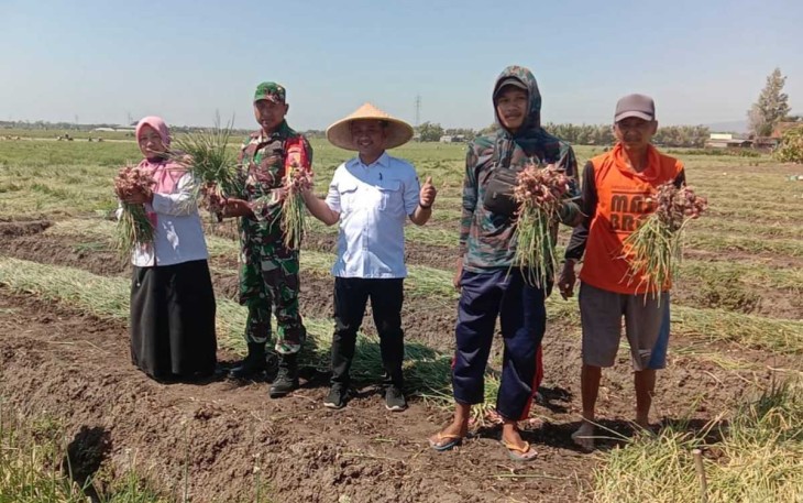 Koptu Sunardi bantu panen petani bawang di desa binaan, Jum'at (18/8)