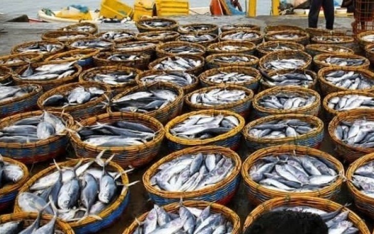 100,8 ton ikan akan dibagikan gratis 