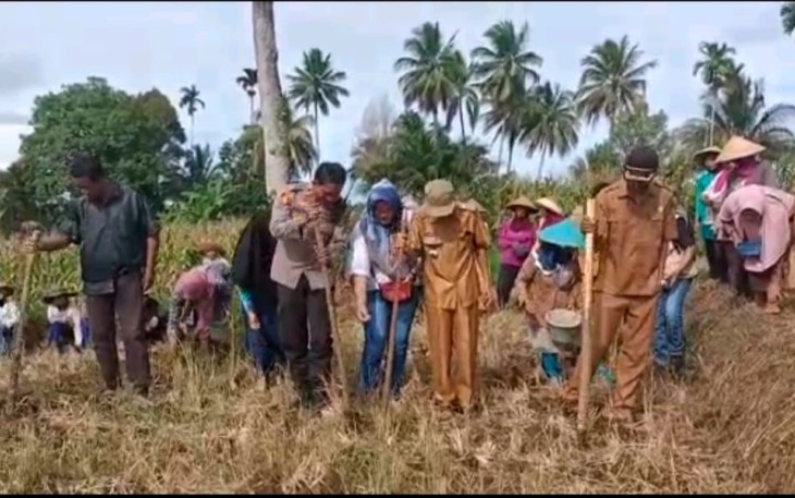 Guna Memmendukung Program Ketahanan Pangan, Kapolsek Kerkap Turun Langsung ke Lapangan Menanam Jagung 