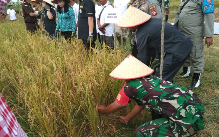 Danramil 1016-06/Kurun saat Hadiri Panen Perdana Padi MSP 08 Bersama Pemkab Gumas 