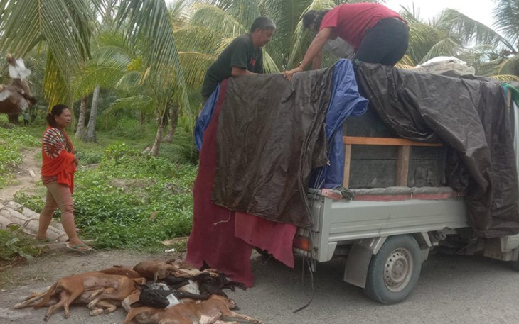 Lanal Mamuju bekerjasama dengan Karantina Pertanian Sulawesi Barat (Sulbar) berhasil menggagalkan upaya penyelundupan daging anjing sebanyak 2 ton asal Kalimantan tanpa dilengkapi dokumen yang sah, di Pelabuhan Mamuju, Sulawesi Barat, Jumat (22/12) lalu