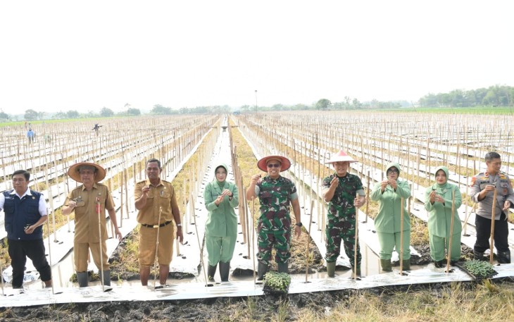 Kodim Madiun Tanam Melon di Lahan Seluas 2 Hektare