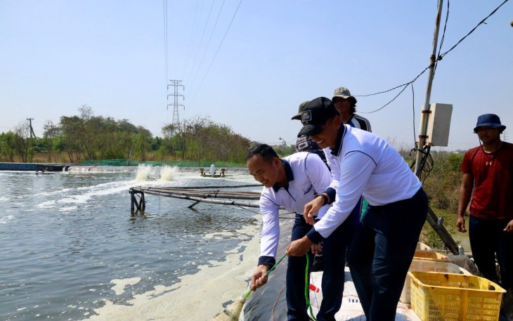 Danlantamal V Tinjau Langsung Panen Parsial Pertama Tambak Udang Ketahanan Pangan Lantamal V